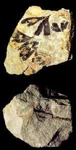 Fossile Blätter des Ginkgo huttonii